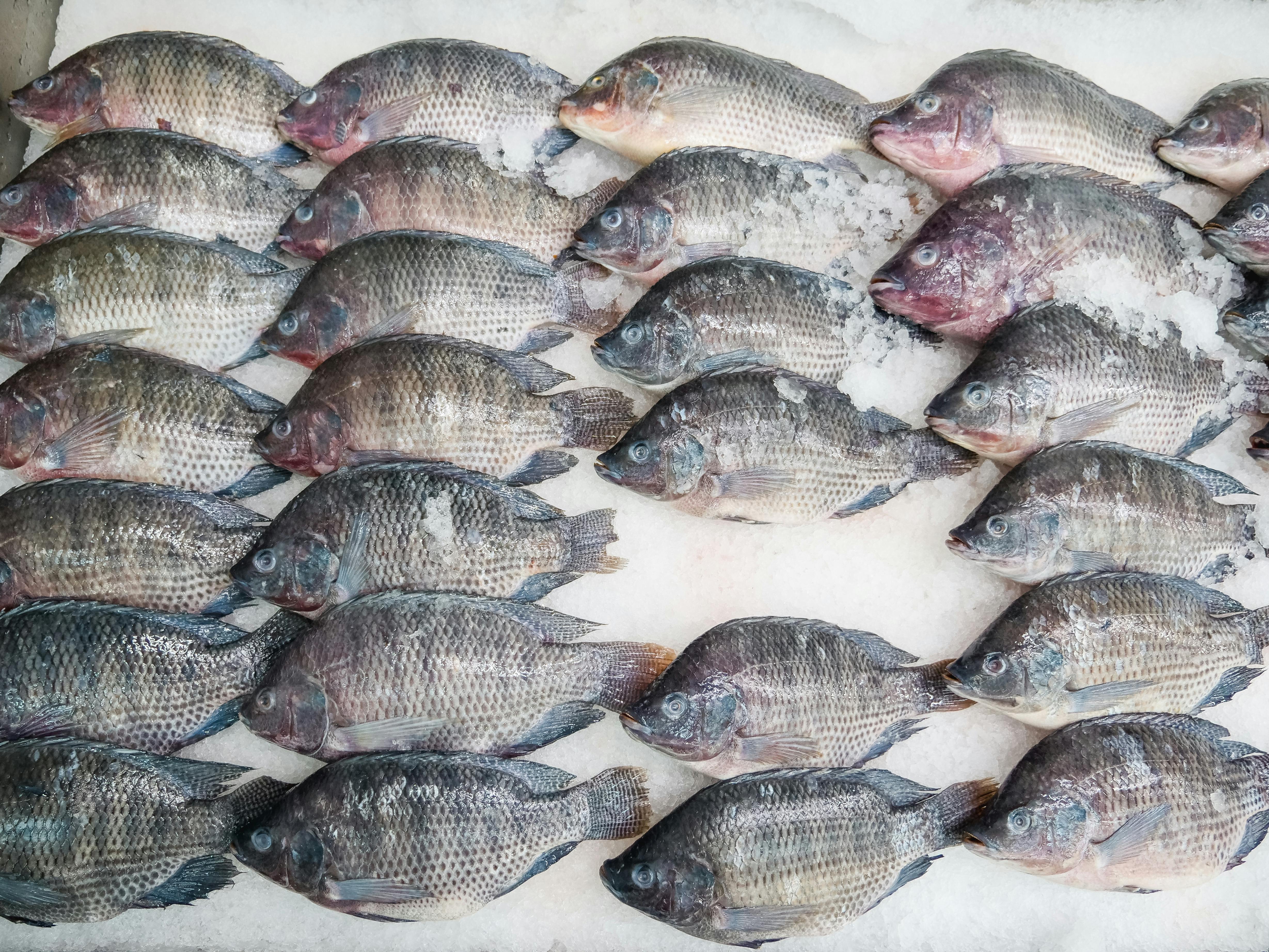 Tilapia